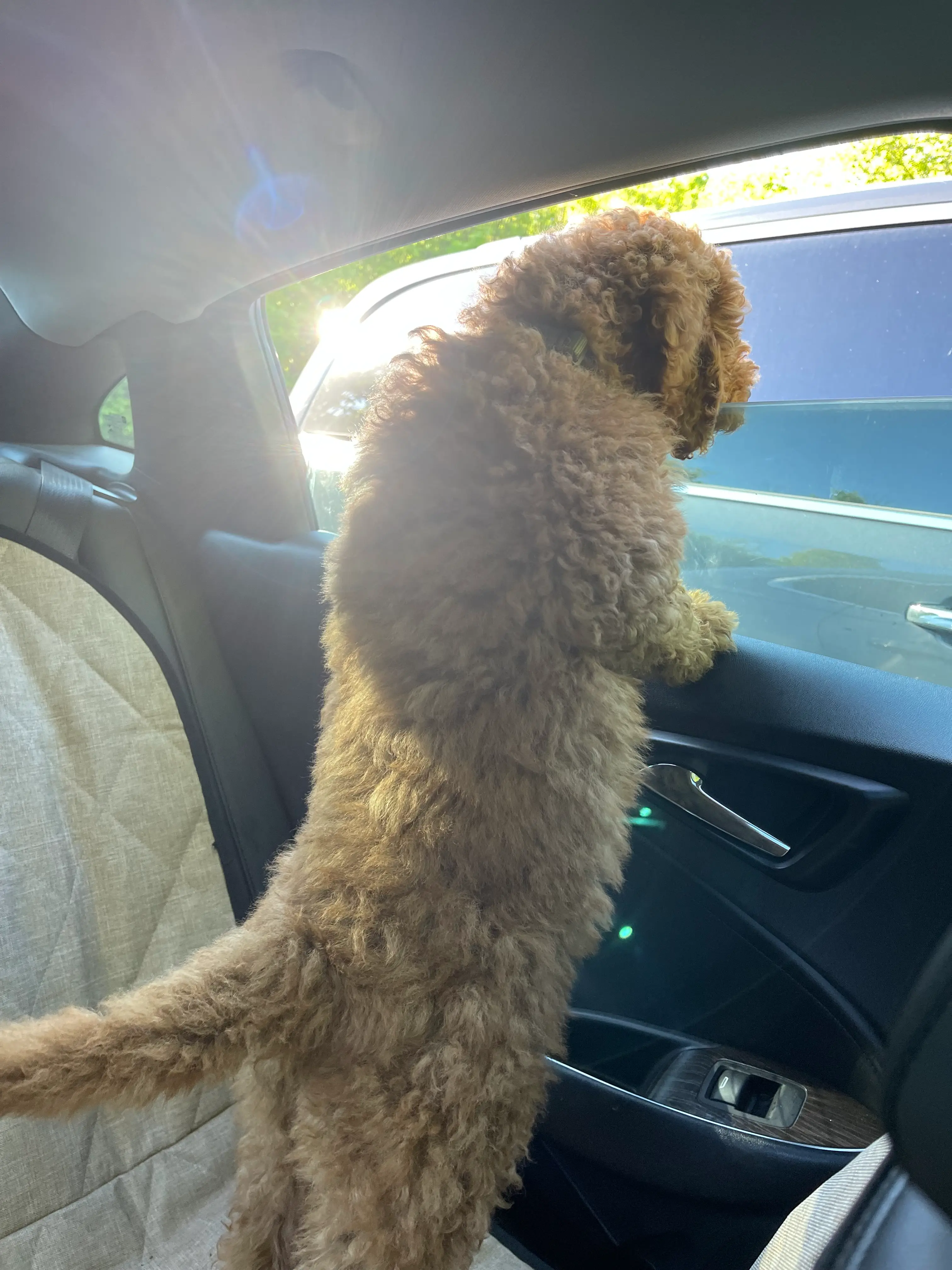 Puppy Henry on the move