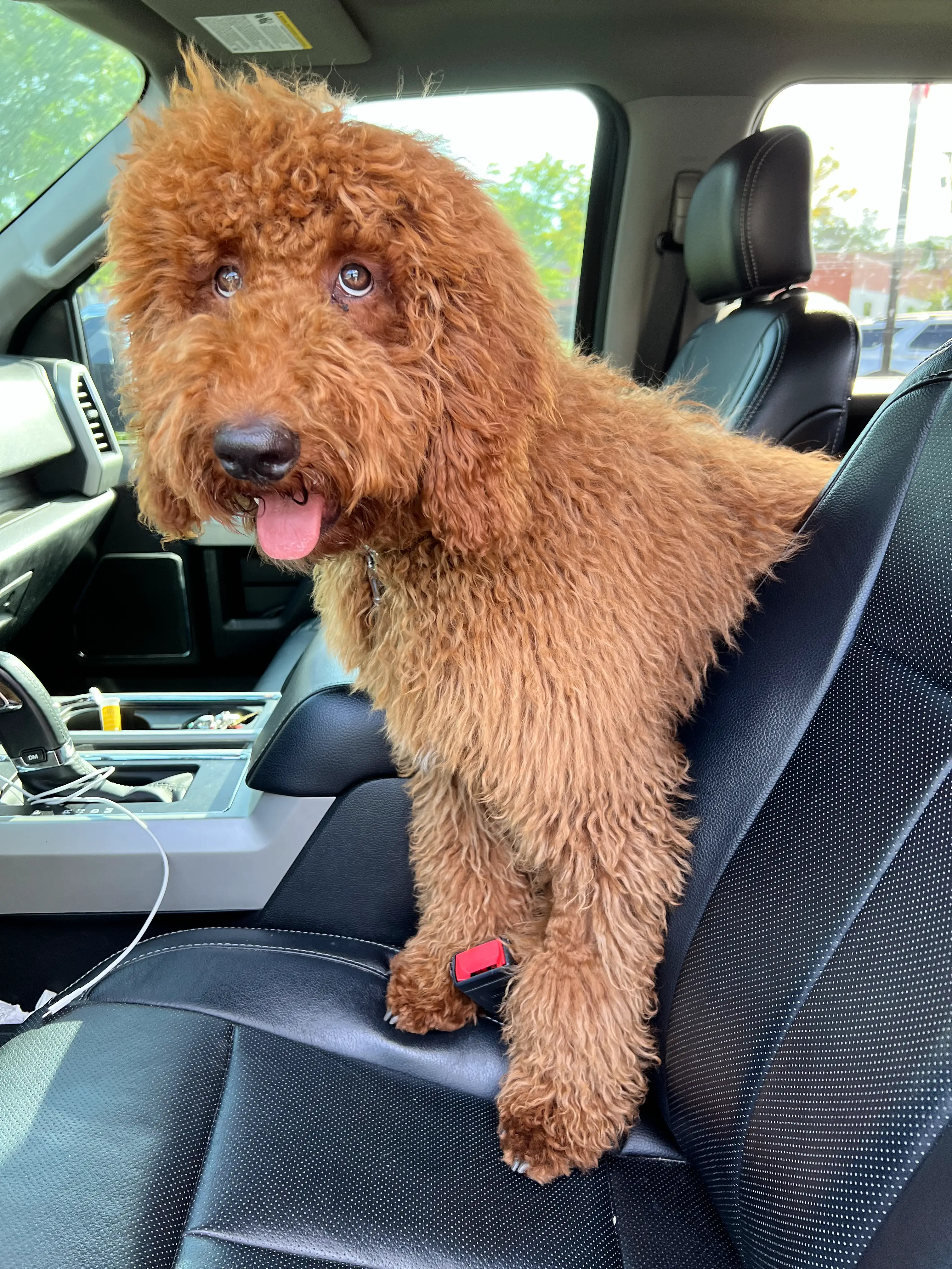 Puppy Henry co-piloting
