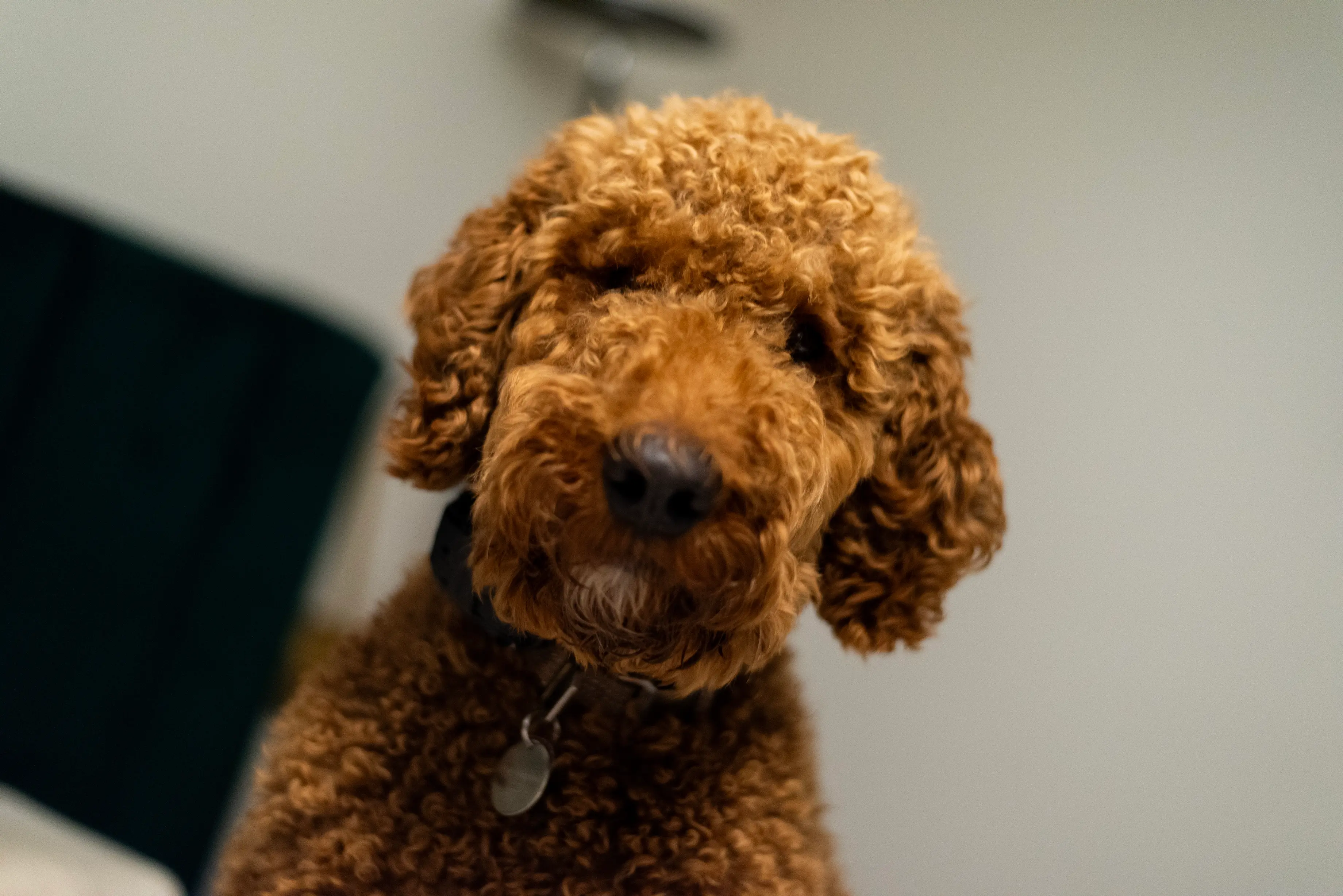 Henry — the Drost family goldendoodle